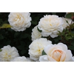Crocus Rose / Крокус Роуз